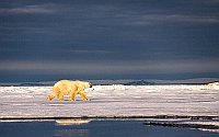Polar bear123